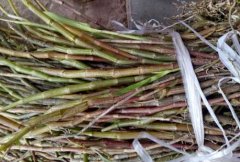 云南野生石斛价格表,石斛价格钱多少一斤？