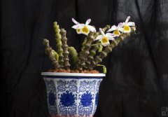 肿节石斛的养殖方法，肿节石斛怎么盆栽？