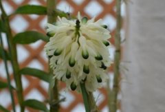 绿宝石斛的介绍，绿宝石斛的特征