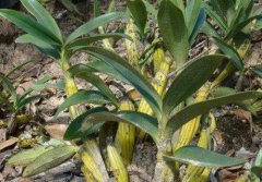 雅长铁皮石斛的介绍，雅长铁皮石斛的特征