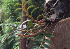 连城冠豸山铁皮石斛的介绍，连城冠豸山铁皮石斛怎么样？