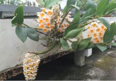 密花石斛的生长环境要求，如何种植密花石斛？