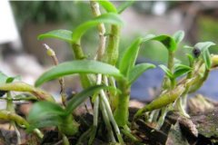 霍山米斛、铁皮石斛、铜皮石斛的区别在哪里?