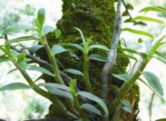 如何鉴别野生铁皮石斛？