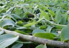 铁皮石斛鲜条与水草石斛斛鲜的区别是在哪里？