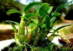 铁皮石斛好还是金钗石斛好？