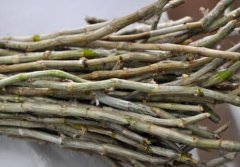 广南铁皮石斛的介绍，广南铁皮石斛怎么样？