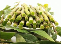 铁皮石斛的不同的产地有什么样的差异？