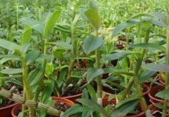 铁皮石斛植株的形态特征