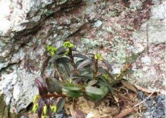 如何辨别野生铁皮石斛？野生铁皮石斛的辨认方法