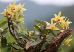 铁皮石斛和黄石斛有什么样的区别？