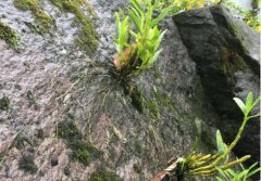西峡金钗石斛的介绍，西峡县的金钗石斛怎么样？