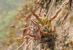 泰宁铁皮石斛的介绍，泰宁铁皮石斛怎么样？