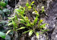 野生铁皮石斛濒临灭绝的原因是什么？