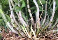 软脚铁皮石斛有什么样的特点？