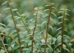 人工种植铁皮石斛和野生铁皮石斛有什么不同？