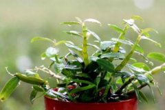 铁皮石斛具有什么样的形态特征？