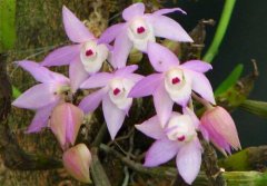 兜唇石斛的介绍，兜唇石斛的形态特征