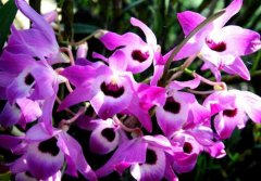 赤水金钗石斛的介绍，赤水金钗石斛的形态特性