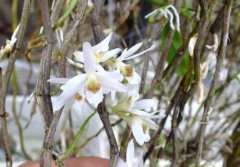 西畴石斛的介绍，西畴石斛的特征