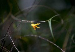 细叶石斛的介绍，细叶石斛的特征