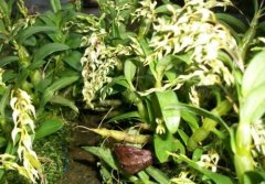 梳唇石斛的介绍，梳唇石斛的特征