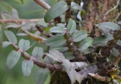 野生铁皮石斛与人工铁皮石斛的成分有什么不同？