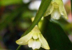 竹枝石斛的介绍，竹枝石斛的特征