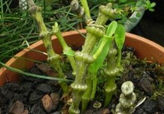 肿节石斛的介绍，肿节石斛的特征