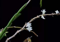 针叶石斛的介绍，针叶石斛的特征