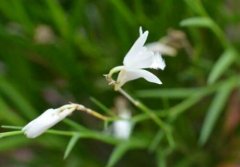 燕石斛的介绍，燕石斛的特征