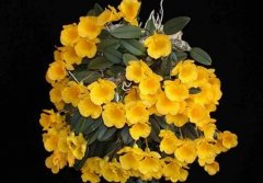 小黄花石斛的介绍，小黄花石斛的特征