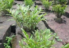 迭鞘石斛的介绍，迭鞘石斛的特征