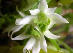 卵唇石斛的介绍，卵唇石斛的特征