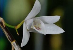 菱唇石斛的介绍，菱唇石斛的特征