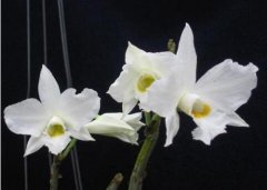 高山石斛的介绍，高山石斛的特征