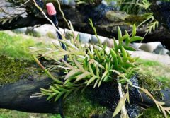 剑叶石斛的介绍，剑叶石斛的特征