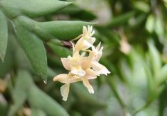 刀叶石斛的介绍，刀叶石斛的特征