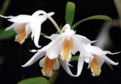 长距石斛的介绍，长距石斛的特征