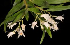 叉唇石斛的介绍，叉唇石斛的特征