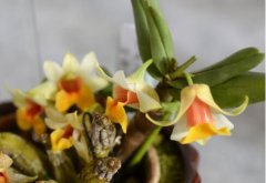 矮石斛的介绍，矮石斛的特征