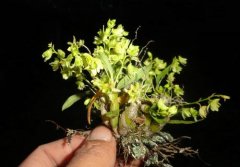 勐海石斛的介绍，勐海石斛的特征