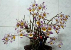 晶帽石斛的介绍，晶帽石斛的特征