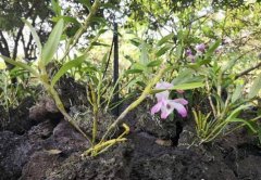 海南石斛的介绍，海南石斛的特征