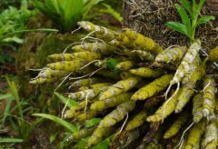 短棒石斛的介绍，短棒石斛的特征