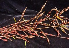 串珠石斛的介绍，串珠石斛的特征