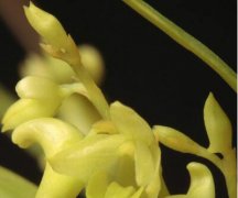 草石斛的介绍,草石斛的特征