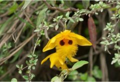 金耳石斛的介绍，金耳石斛的特征