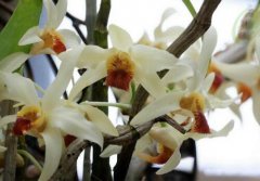 尖刀唇石斛的介绍，尖刀唇石斛的特征