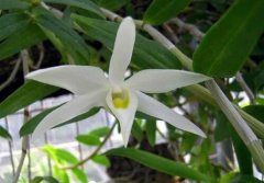 广东石斛的介绍，广东石斛的特征